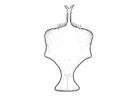  Fig 13,  Anthidium mormonum  male, diagram showing ventral view of eighth sternum (S8), diagram from Gonzalez and Griswold 2013 
